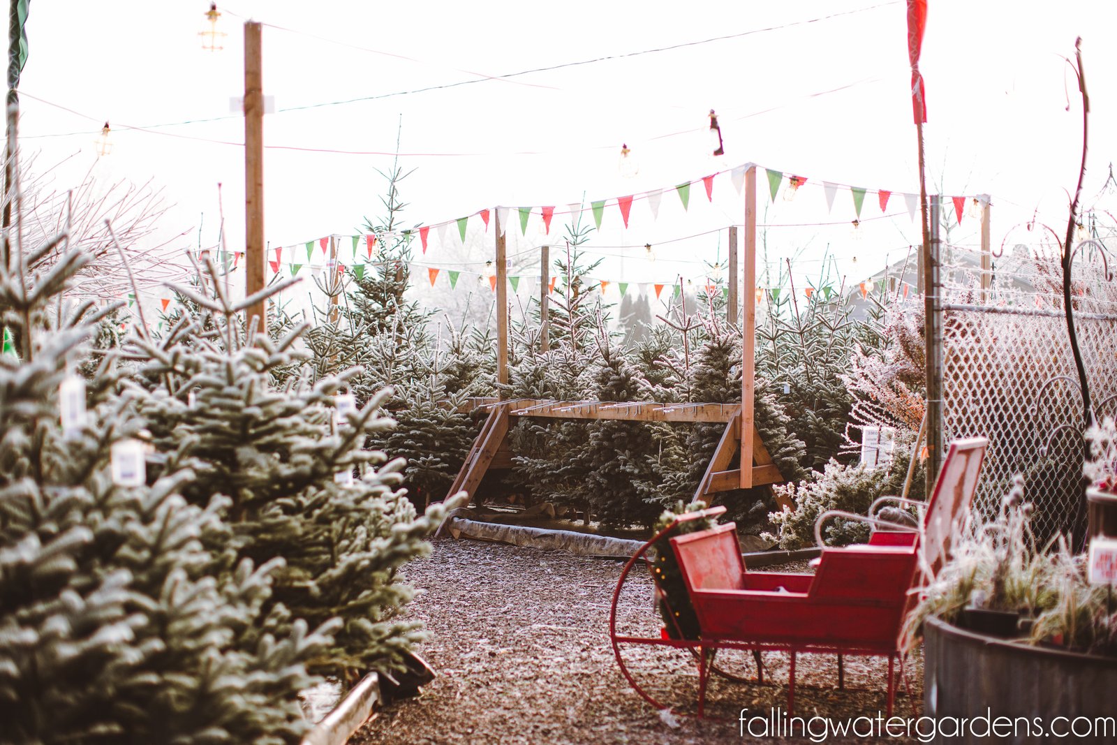 Christmas Trees with a dusting of frost at Falling Water Gardens in Monroe WA